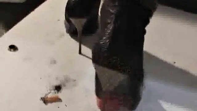 bottes maîtresse
